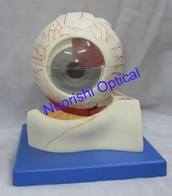 E4601 хорошее качество гарантия анатомические модели Глаз Модель глазного яблока Самые низкие цены на доставку