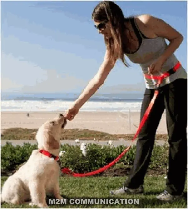 dog waist belt