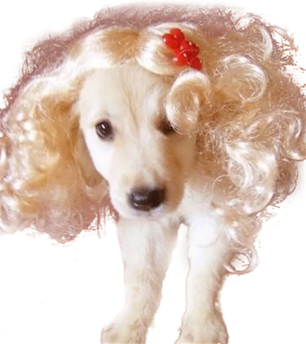 Short Hair Pet Curly Wigs Pet Wig Wavy Costume For Dogs Cats Fancy