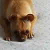 S***a