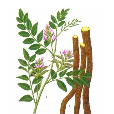 Glycyrrhiza glabra. Солодка видео. Корень солодки фото. Glycyrrhiza glabra. Лакрица растение.