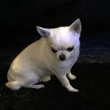 J***n