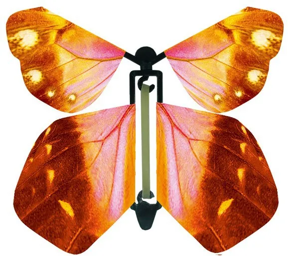 butterfly 1