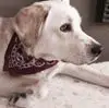 V***r