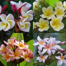 20PCS/BAG Plumeria ( Frangipani, Hawaiian Lei Flower ) Seeds, Rare Exotic Flower Seeds Egg Flower Seeds