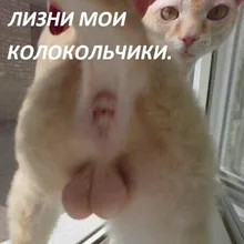 C***v