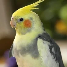 l***l