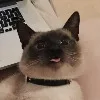 A***v