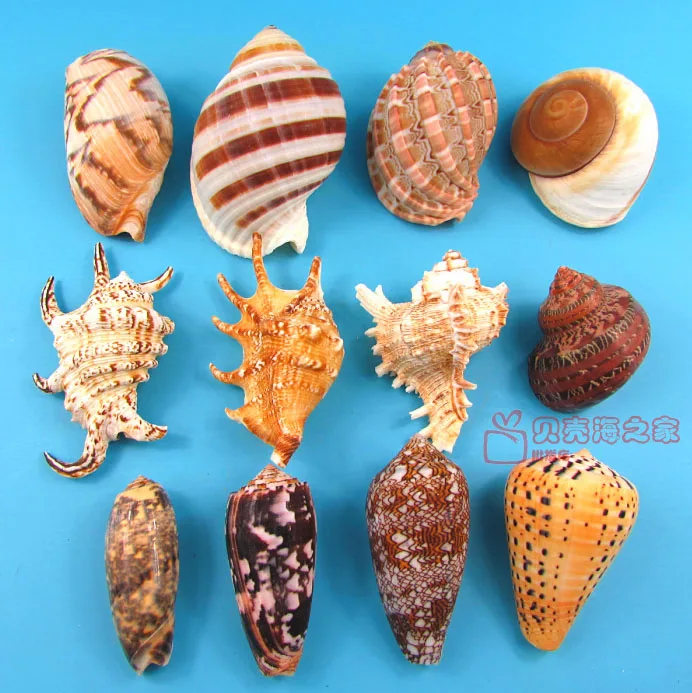 

020854 12pcs/lot Natural conch shells aquarium decorations gifts platform furnishing articles 6 and 12 cm