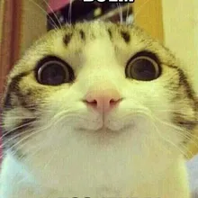 V***o