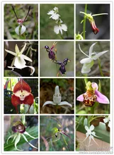 world’s rare orchids 20 seed/pack mixed color orchids, potted orchids