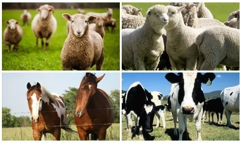 cattle sheep horse electric fence.jpg