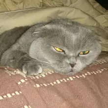 I***h