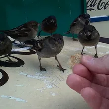 I***v