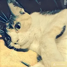 A***a