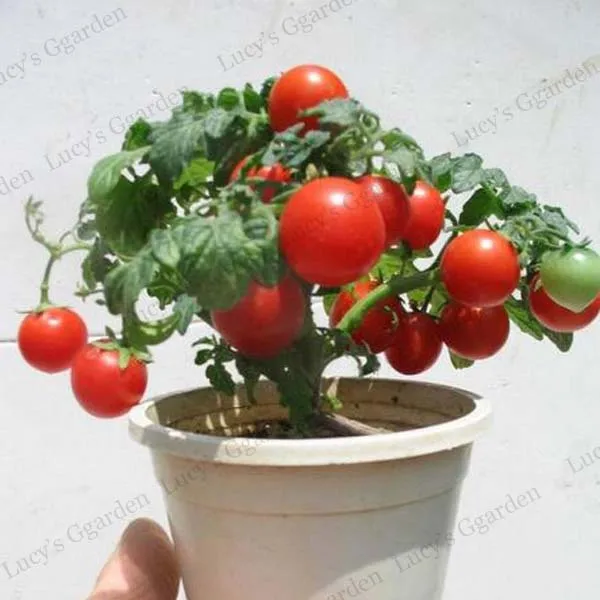 100pcs Dwarf Tomato Seeds Garden Organic Fruit And Vegetable Seeds 100pcs Dwarf Tomato Seeds Garden Organic Fruit And Vegetable Seeds