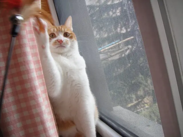 Забавные Перо Cat играть Игрушечные лошадки с кольцом промо-любимая игрушка Товары для домашних животных и Интимные аксессуары Игрушки для котов Интернет-магазин