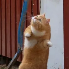 I***k