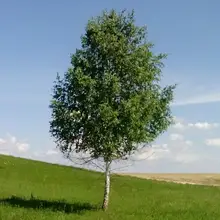 v***r