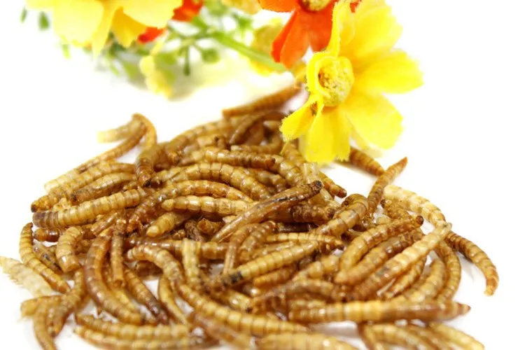 Сушеный mealworm сухой хомяк арована рыбный корм черепаха еда ящерицы корм для домашних животных, 100 г