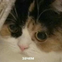 T***a