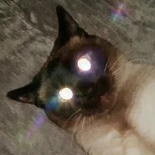 A***a
