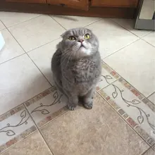 V***o