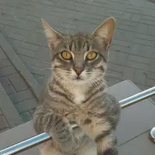 O***a