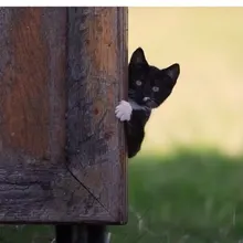 a***a