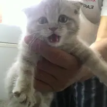 A***v