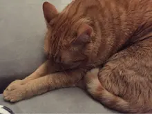 C***O
