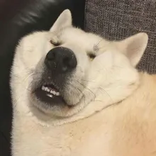 V***a