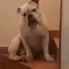 S***a