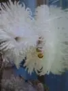 M***u