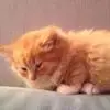 I***l