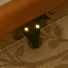 A***l