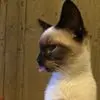 A***a