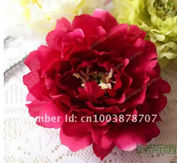 peony 01