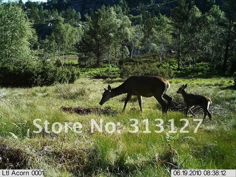 12MP 940NM 24 scount red flash hunting Trail Camera animal scouting camera Ltl Acorn 5210A oudoor wildlife game camera ltl-5210A