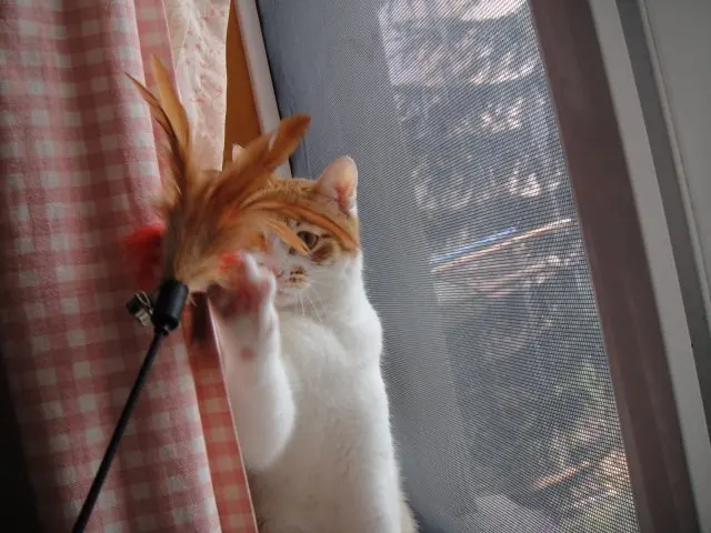 Забавные Перо Cat играть Игрушечные лошадки с кольцом промо-любимая игрушка Товары для домашних животных и Интимные аксессуары Игрушки для котов Интернет-магазин