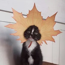 I***a