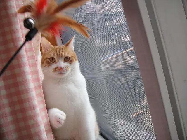 Забавные Перо Cat играть Игрушечные лошадки с кольцом промо-любимая игрушка Товары для домашних животных и Интимные аксессуары Игрушки для котов Интернет-магазин