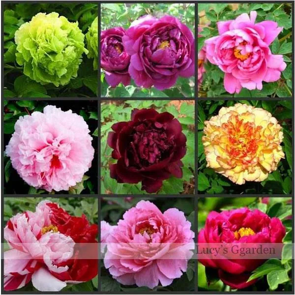 Buy 100 True Peony Seeds,happy farm Tree Peony bonsai