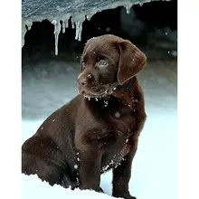 Алмазная Вышивка Фото "Собака во льду" на заказ Алмазная мозаика 5D картины квадратная полная Алмазная картина Diy украшение дома