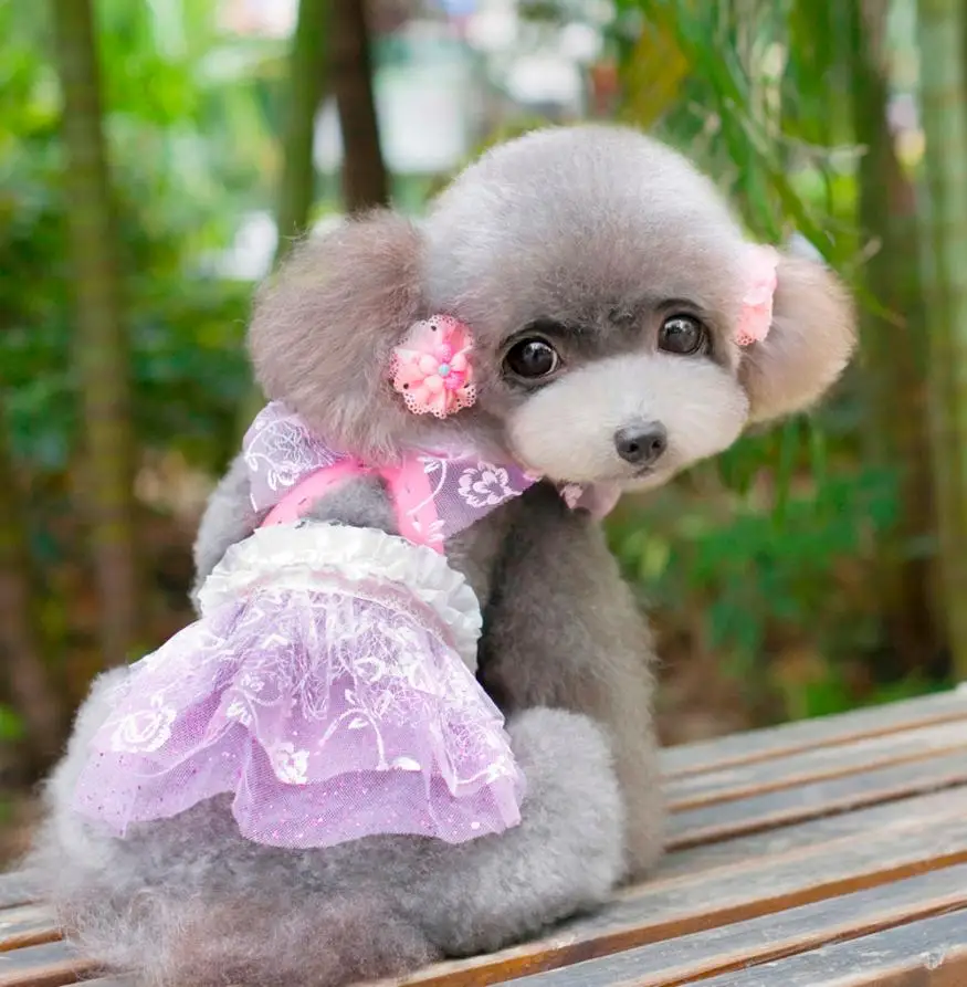 Dogbaby/милое платье для собак; одежда для щенков; короткая юбка; кружевной милый костюм принцессы; летний костюм для маленьких собак;