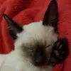 I***s