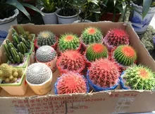 Celestial being seeds – cactus – potted plant seeds family anti-radiation 30 seeds/pack