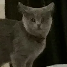A***v
