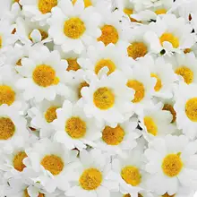 FUNIQUE, 100 шт, искусственные цветы, вечерние, свадебные, домашние цветы для украшения, шелковые мини белые цветы(без стебля), 4 см