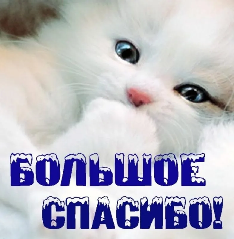Спасибо открытки с котами